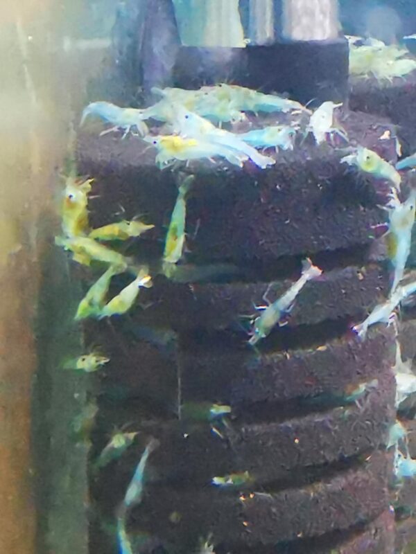 BLUE PEARL  / BLUE JELLY - 1.5-2.0 CM - obrazek 4